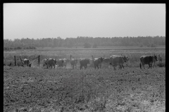 3302_Driving the cows to/ from pasture, Wabash Farms, Indiana