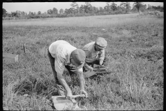 3307_Men scooping cranberries, Burlington County, New Jersey]