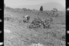 3312_Farm labourer with husked corn, Camden County, New Jersey