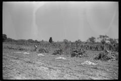 3313_Farm labourer with husked corn, Camden County, New Jersey