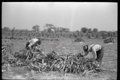 3314_Husking corn, Camden County, New Jersey