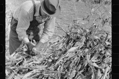 3316_Husking corn,  Camden County, New Jersey