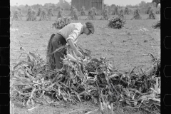 3317_Husking corn,  Camden County, New Jersey