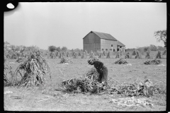 3320_Husking corn , Camden County, New Jersey