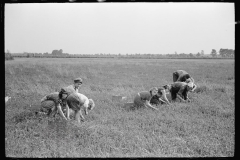 3322_Family of cranberry pickers, Burlington County, New Jersey