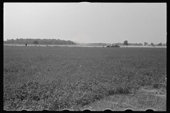 3338_Field of young corn, central Ohio