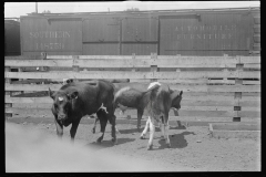 3344_Cattle in pens at Pickaway