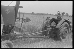 3350_Combing wheat , central Ohio