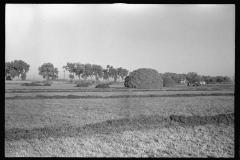 3388_Using a power rake on the alfalfa fields of Dawson County, Nebraska.