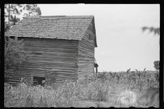 3412_Probably former home of a settler now re-located , Irwinville Farms, Georgia