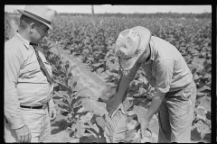 3417_Probably  tobacco crop  Irwinville Farms, Georgia