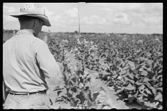 3418_Probably  tobacco crop  Irwinville Farms, Georgia