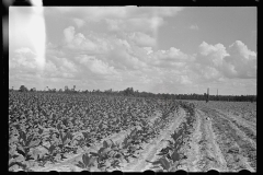 3419_Probably  tobacco crop  Irwinville Farms, Georgia