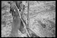 3422_Greeting the family dog whilst ploughing ( plowing), Irwinville Farms, Georgia