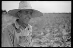 3423_  Probably ploughing (plowing) .  Irwinville Farms, Georgia