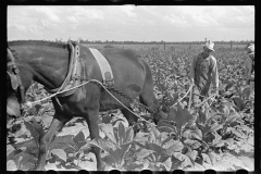 3429_Tobacco cultivation , Irwinville Farms, Georgia