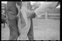 3434_Innoculating a hog  against cholera. Irwinville Farms, Georgia