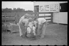 3435_Innoculating a hog  against cholera. Irwinville Farms, Georgia