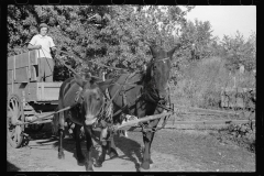 3460_ Mule wagon ,  Coffey County, Kansas