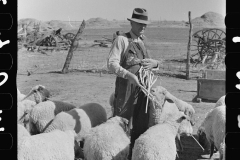 3465_Rehabilitation client feeding his sheep Ottawa County, Kansas