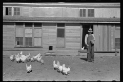 3466_Rehabilitation client feeding chickens. Ottawa County, Kansas