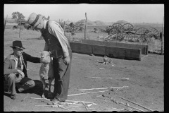 3471_  Possibly ' expert' advice on sheep . Ottawa County, Kansas