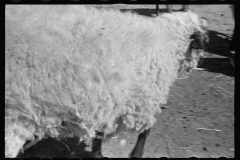 3472_ A 'lost sheep' , Ottawa County, Kansas