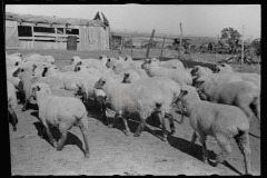 3473_Flock of sheep , penned on farm ,  Ottawa County, Kansas