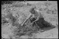 3580_Former miner with his garden Jere, West Virginia