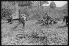 3627_Pressing and boiling sugar cane to make sorghum molasses