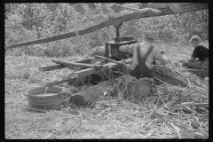 3629_Pressing  sugar cane to make sorghum molasses