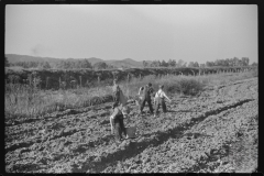 3713_Children digging potatoes community garden , Tygart Valley