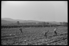 3717_Children digging potatoes community garden , Tygart Valley