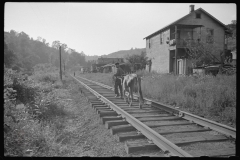 3753_ Cow walking along the tracks,  Scotts Run, West Virginia