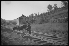 3754_Cow walking along the tracks,  Scotts Run, West Virginia