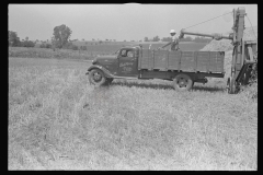 3915_Filling truck with threshed grain, central Ohio