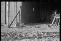 3968_Barn, probably at Roanoke Farms, North Carolina