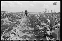 3987_Cultivating tobacco on one of the Irwinville Farms, Georgia