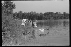 3991_Family 'feeding the ducks ' , The lake at Greenbelt, Maryland