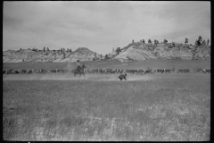 4065_Roping a calf, , Montana