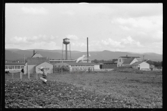 4148_Possibly potato crop Tygart Valley Homesteads