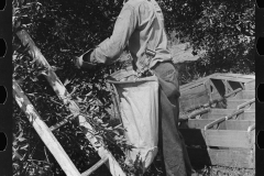 4158_Picking Oranges  near Lakeland, Florida