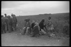 4164_ Migrant Vegetable pickers