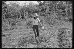 4169_Strawberry picker, near Lakeland, Florida