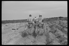 4174_Migrant labour digging potatoes near Homestead , Florida