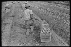 4175_Migrant labour picking up potatoes  in a poor season , near Homestead , Florida