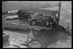 4185_Hogs  Prairie Farms, Alabama