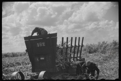 4188_Harvesting sugarcane, United States Sugar Corporation, Clewiston, Florida