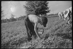 4191_Strawberry Pickers near Lakeland