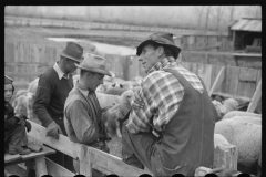 4225_Sheep in pen , Ravalli County, Montana.